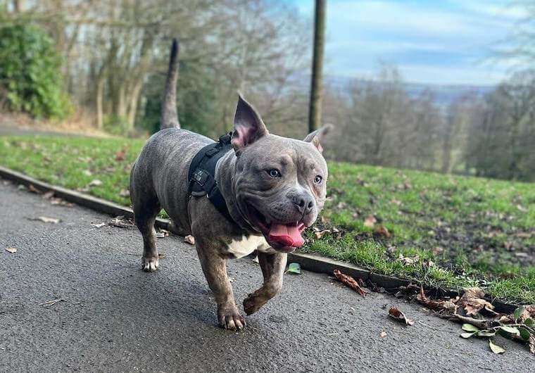 Pocket Bully walking outside