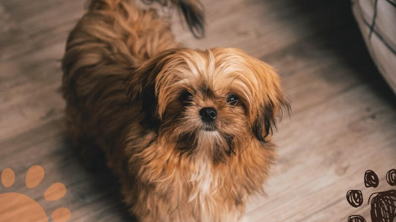 red Shih Tzu