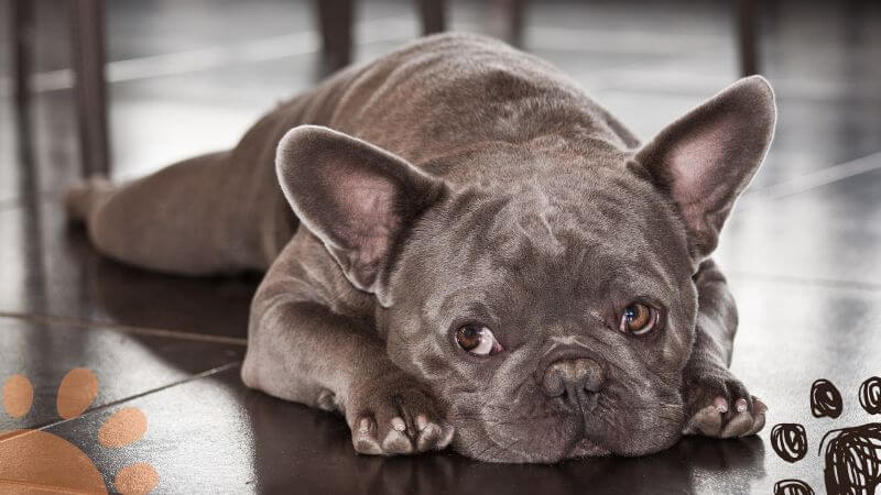 French Bulldog with separation anxiety