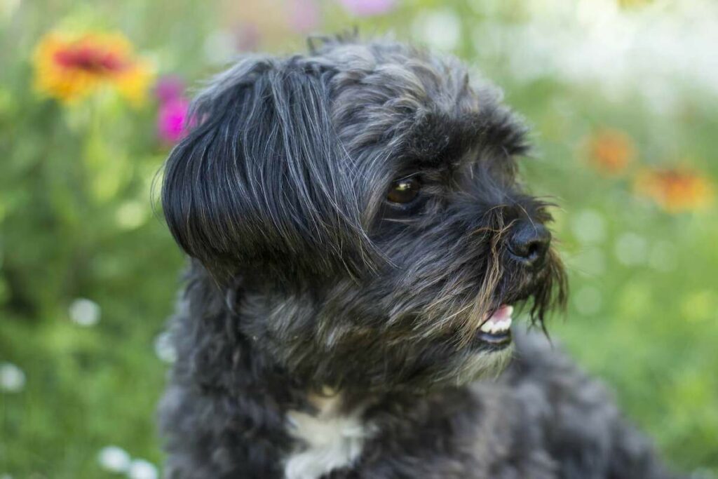 19 Shih Tzu Colors, Patterns, and Markings (With Pictures) - Petlity