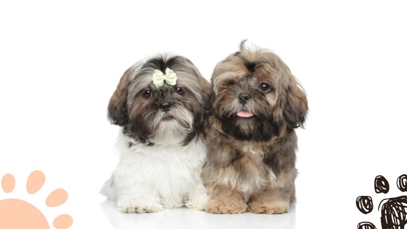 two Shih Tzu puppies