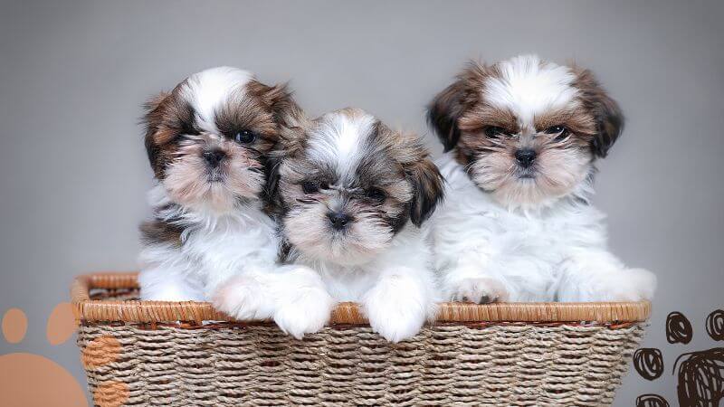 Shih Tzu price range