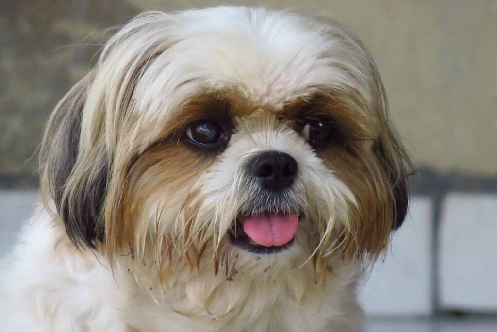 shih-tzu-price-why-they-cost-so-much-petlity
