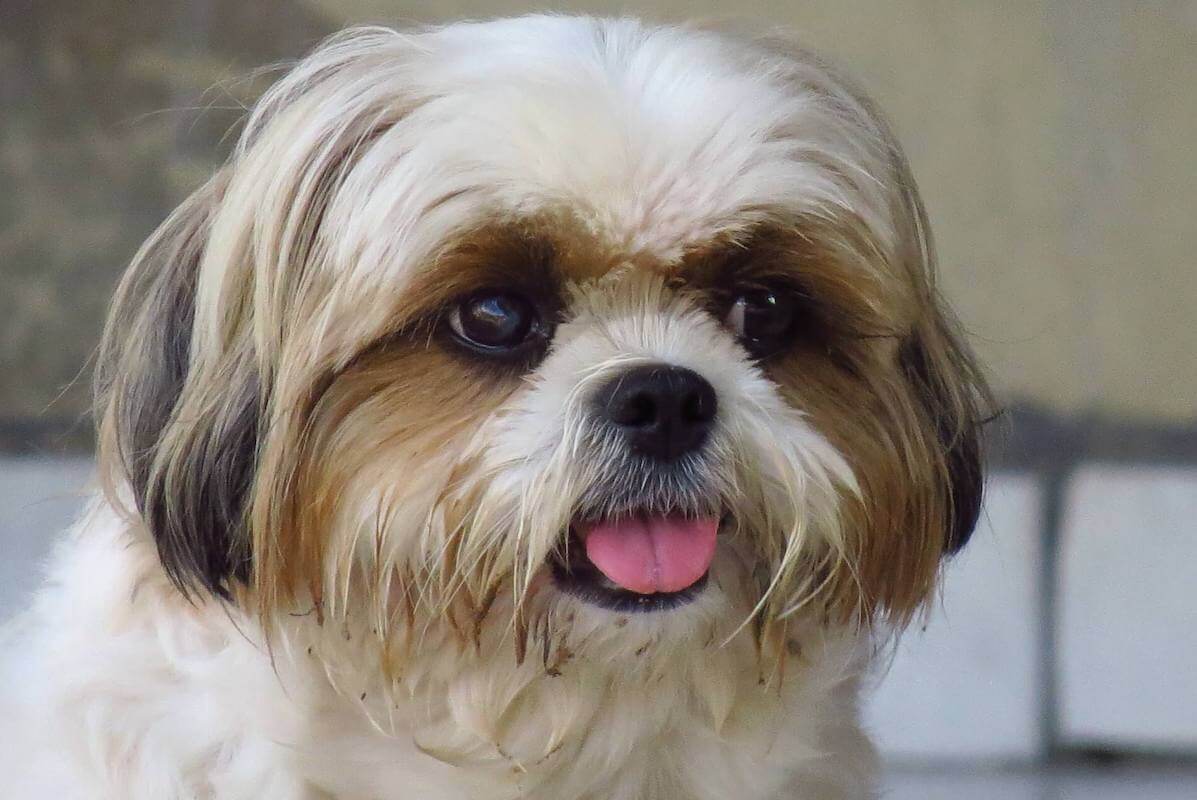 Shih Tzu price