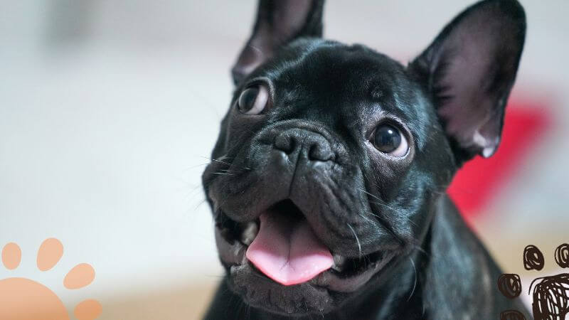 stubborn French Bulldog