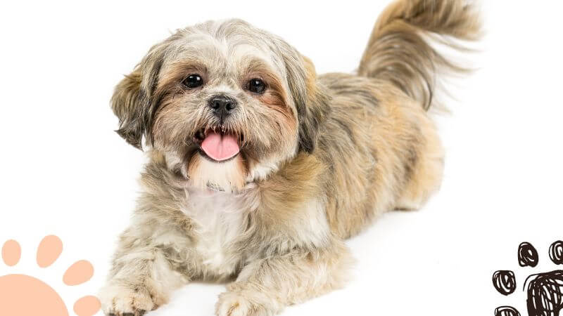 triple colored Shih Tzu