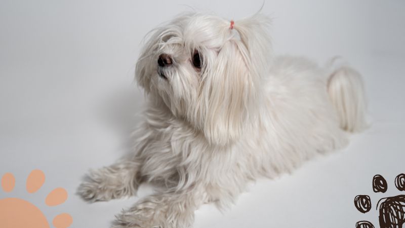 white Shih Tzu