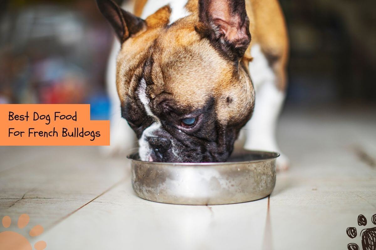 best dog food for french bulldogs