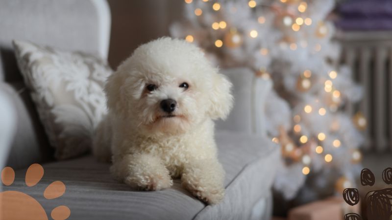 Bichon Frise apartment dogs