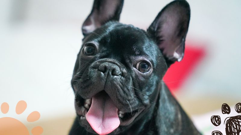 black french bulldog