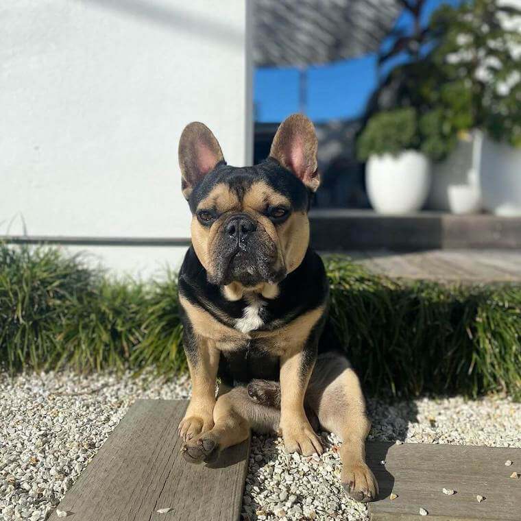 black and tan french bulldog