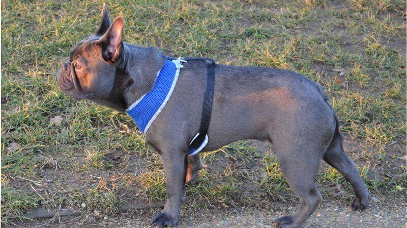 blue French Bulldog outside