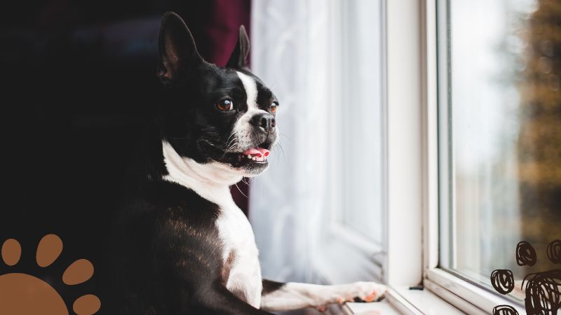 Boston Terrier apartment dogs