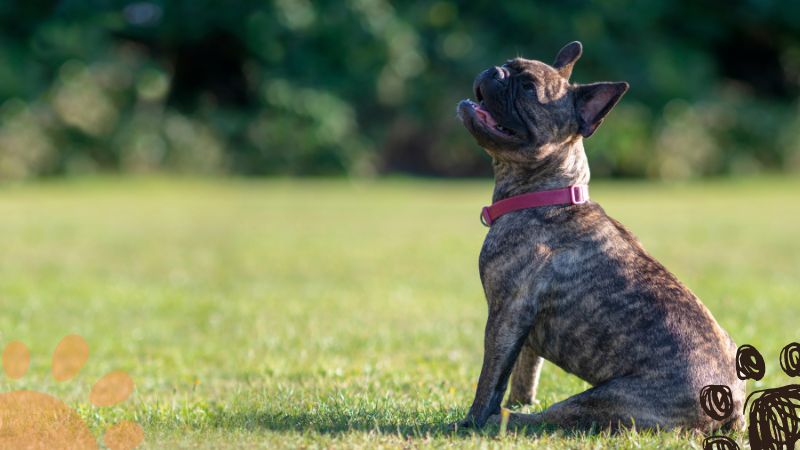 brindle french bulldog