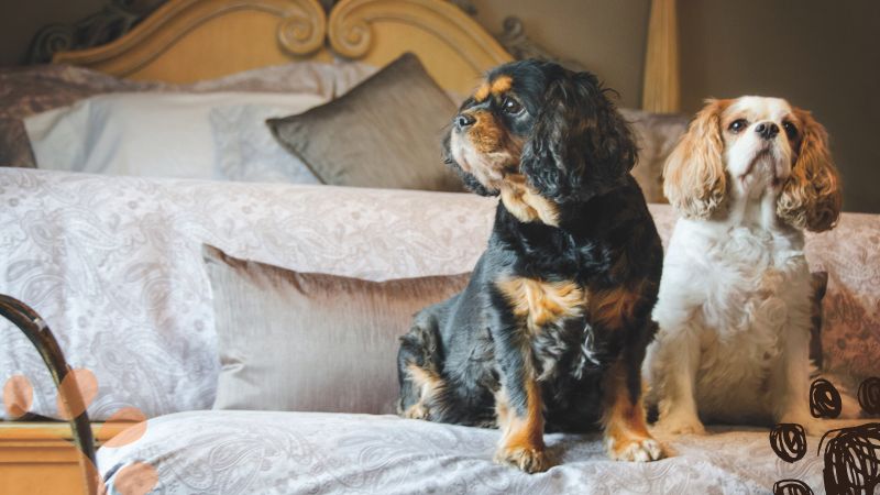 Cavalier King Charles Spaniel apartment dogs