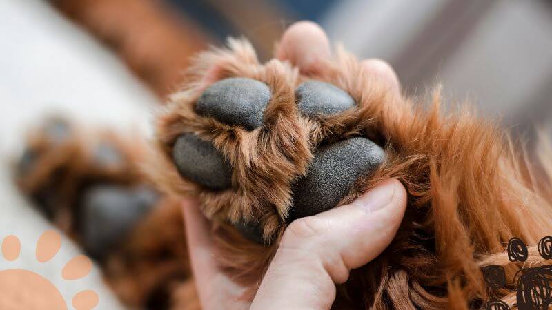 cleaning dog paws