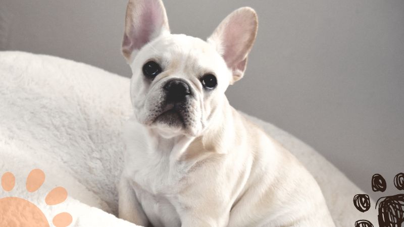 cream french bulldog