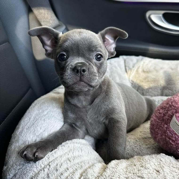 lilac french bulldog