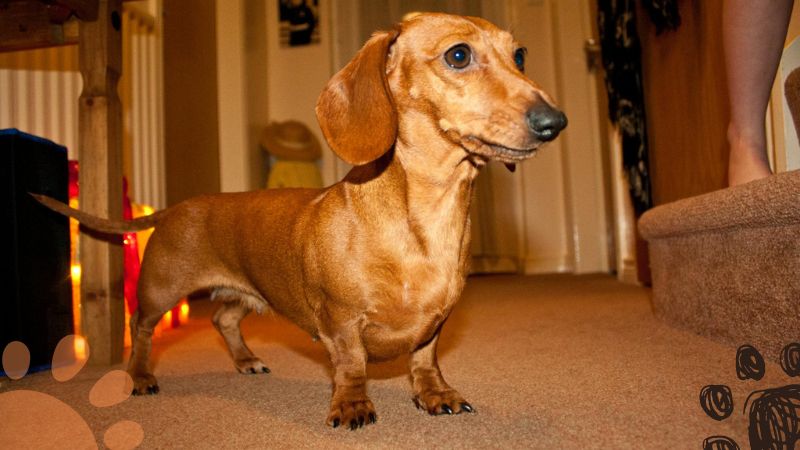 Dachshund apartment dogs