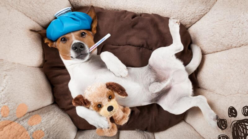 sick dog with fever with thermometer