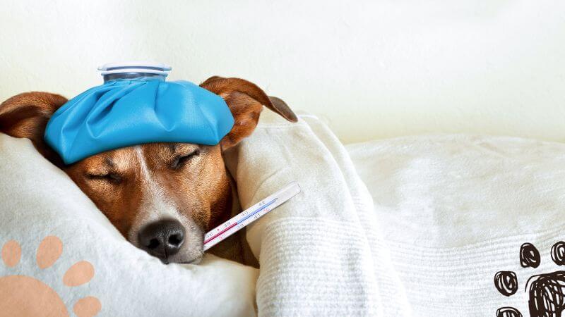 dog with a fever sleeping