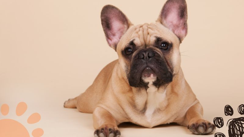 fawn french bulldog