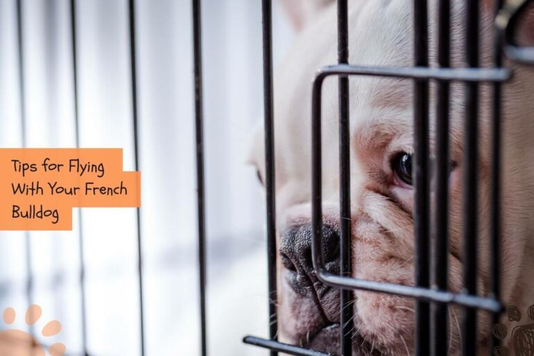 Flying with a French Bulldog (What You Should Know) Petlity