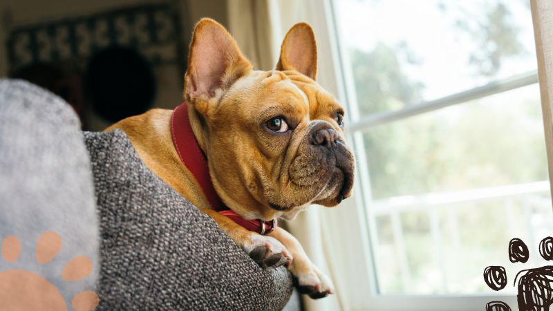 French Bulldog apartment dogs