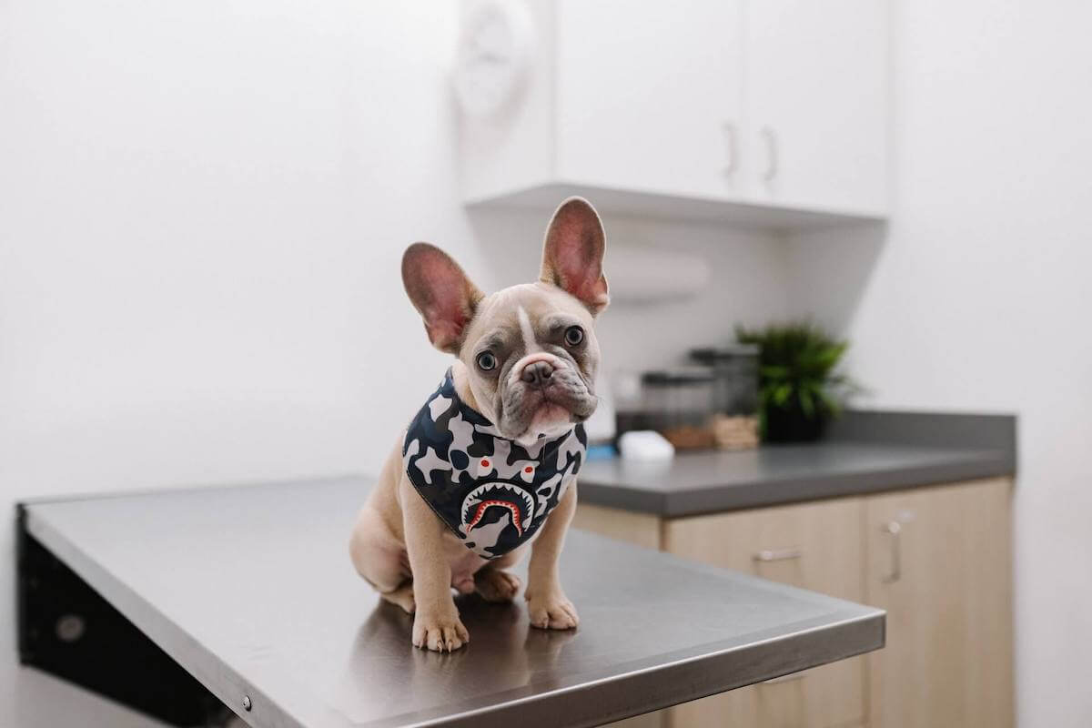 french bulldog care