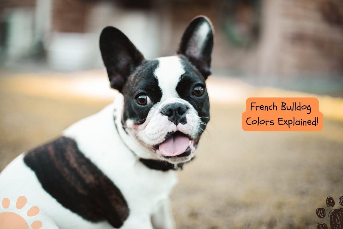 French bulldog colors