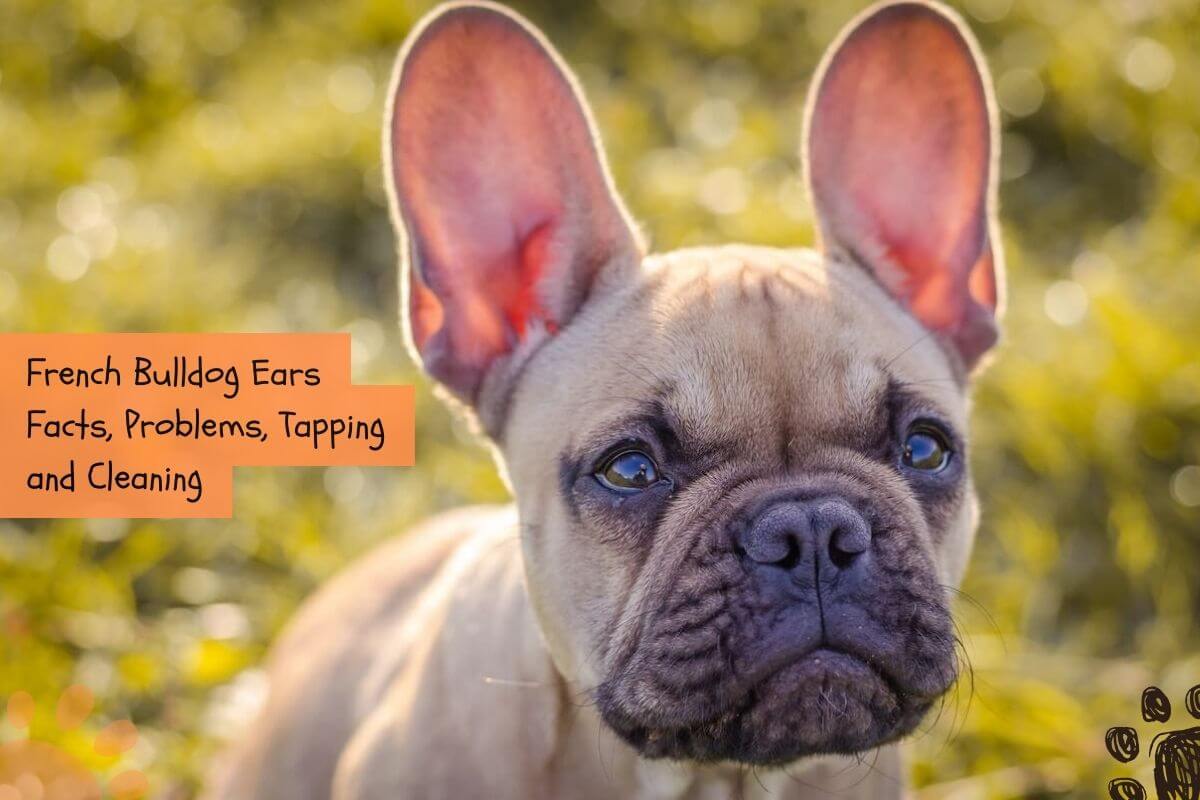 French Bulldog Ears Facts, Problems, Tapping and Cleaning