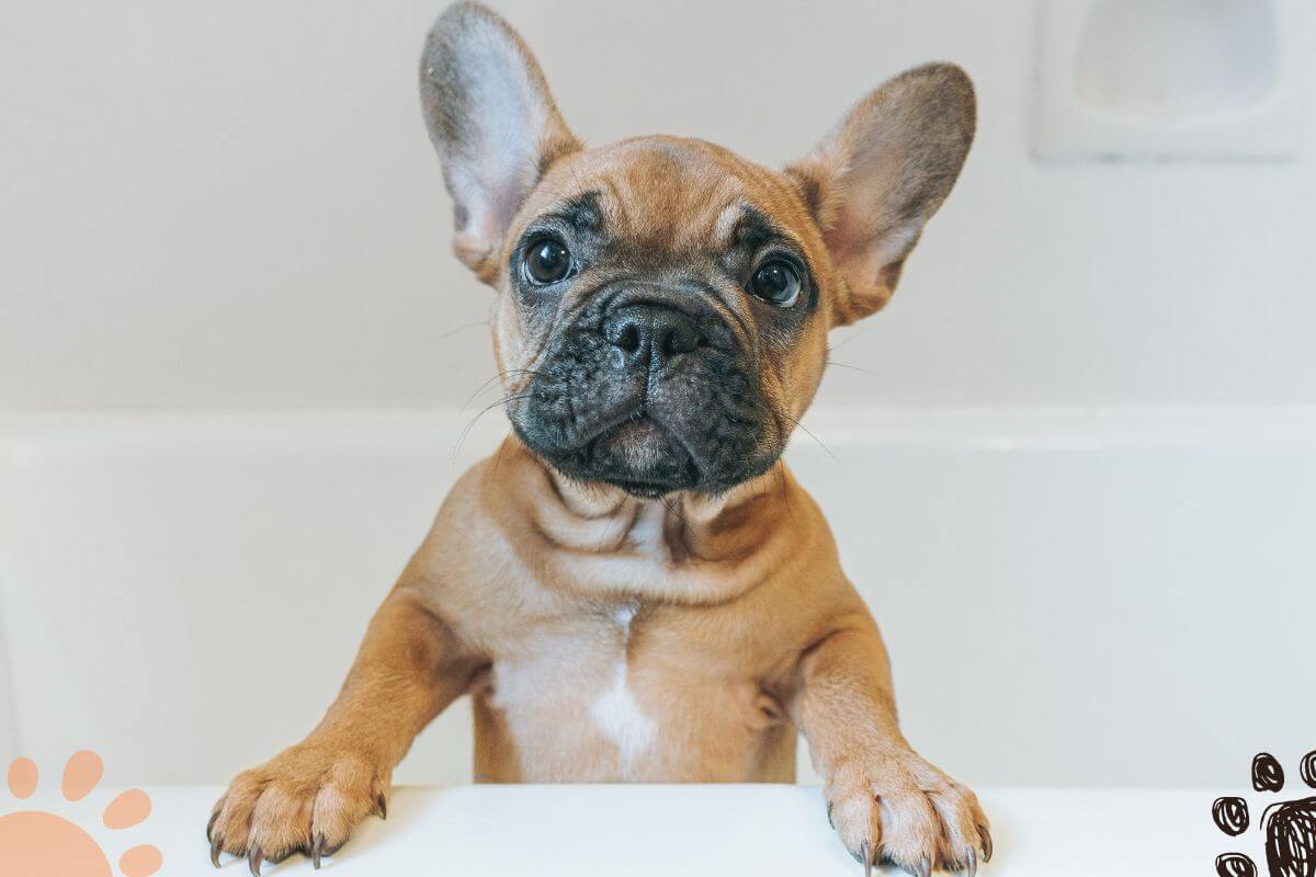 french bulldog grooming tips