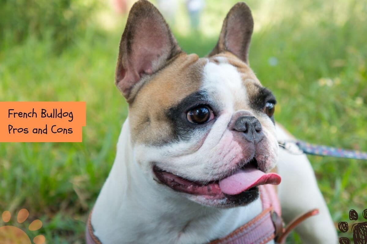 French Bulldog pros and cons