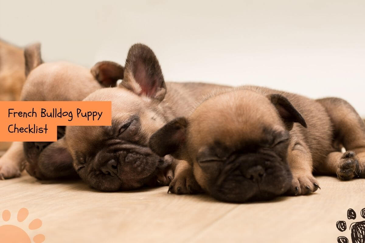 french bulldog puppy checklist