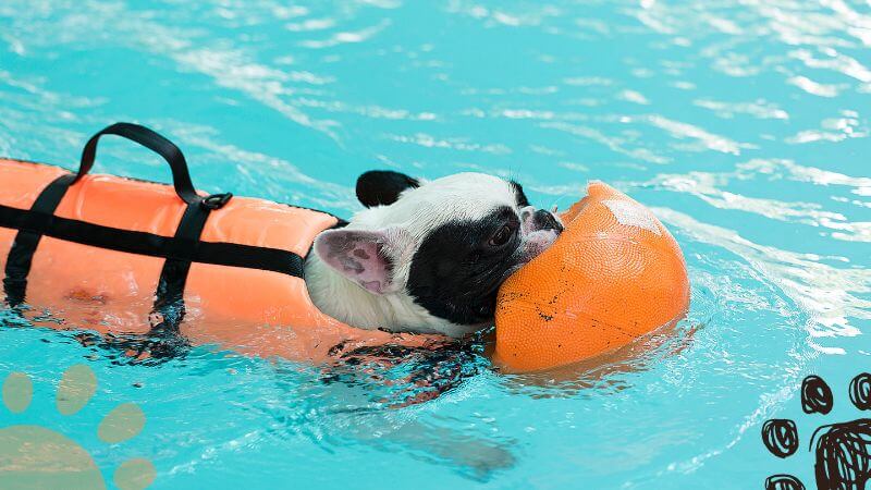 French Bulldog swimming in pool