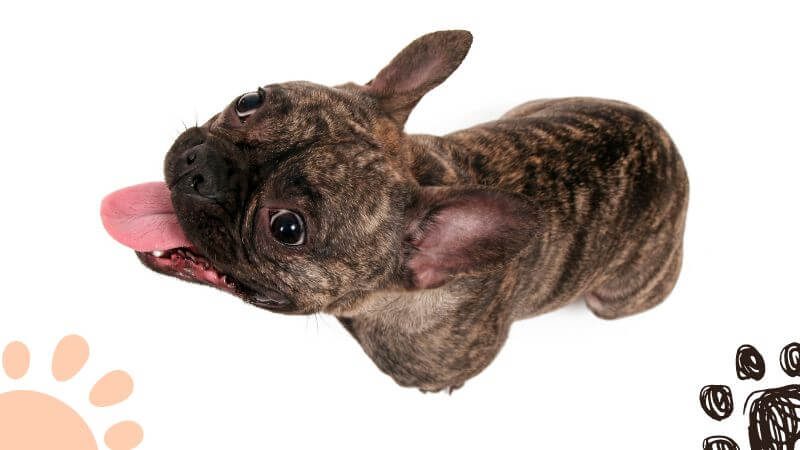 Frenchie panting looking up