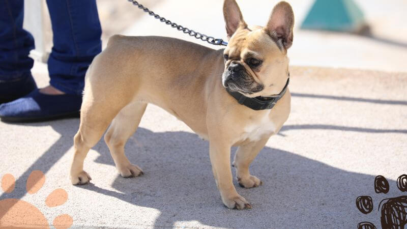 frenchie walking on leash outside