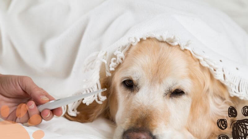 golden retriever dog with a fever