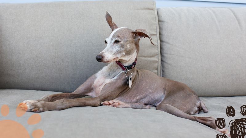 Greyhound apartment dogs