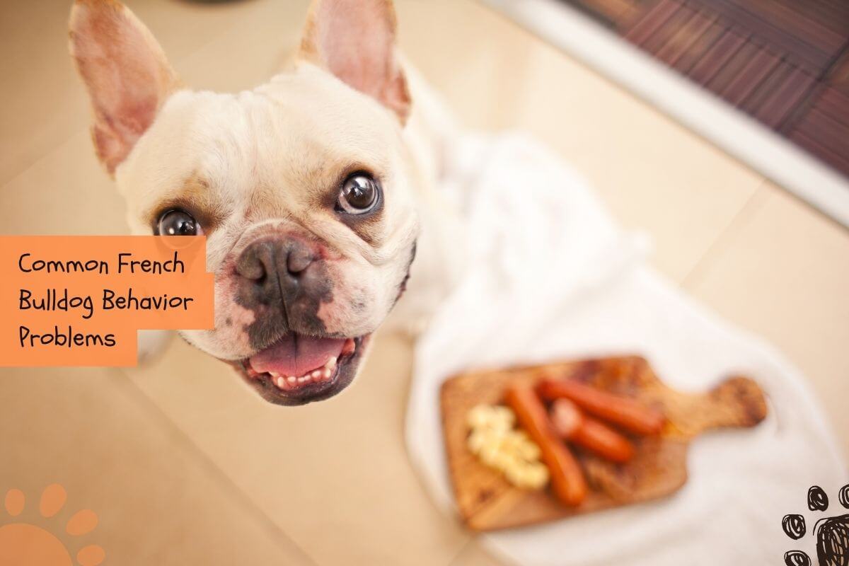 mistakes when feeding your french bulldog