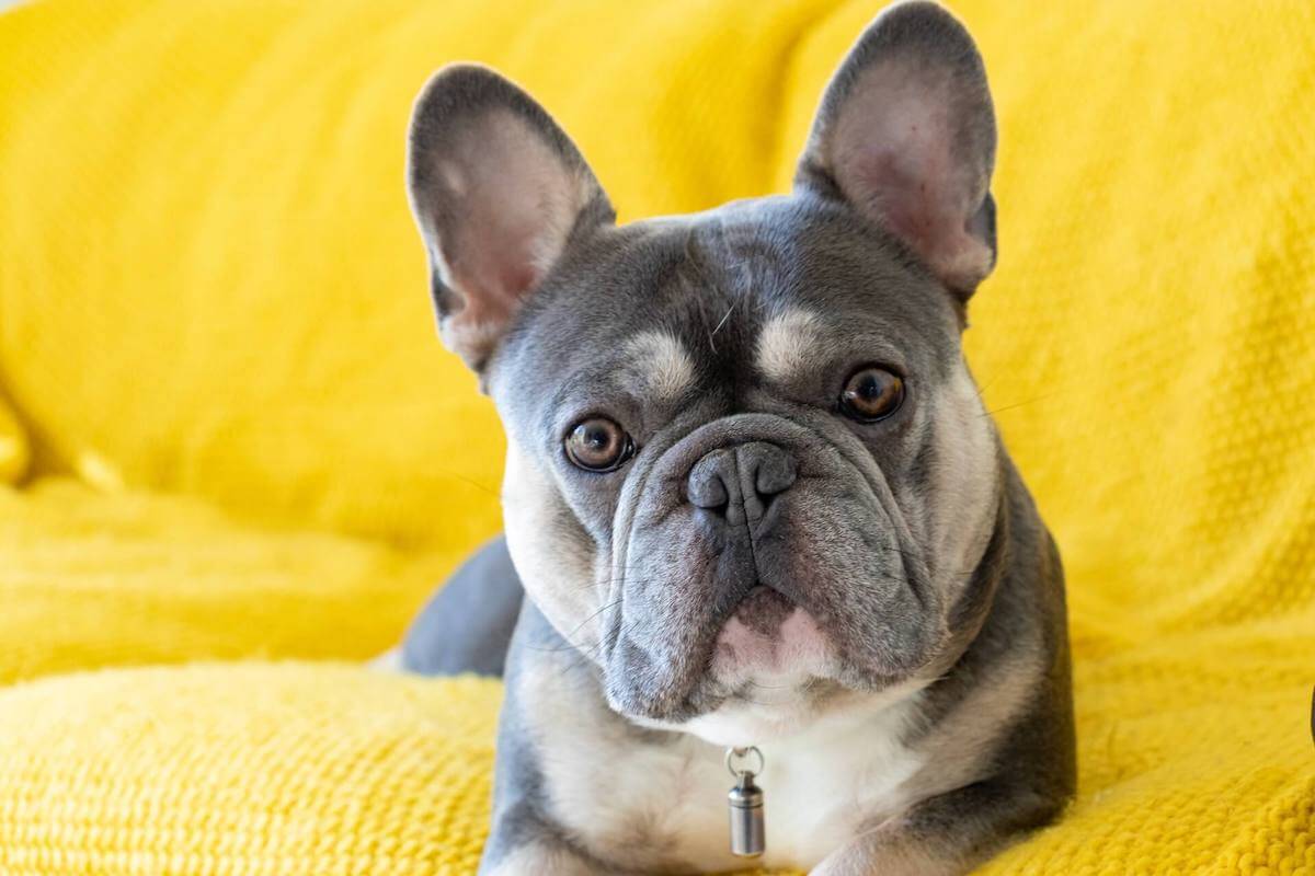 things to know about french bulldogs