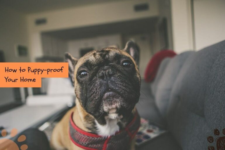 How to Puppy Proof Your House (5 Simple Steps) Petlity