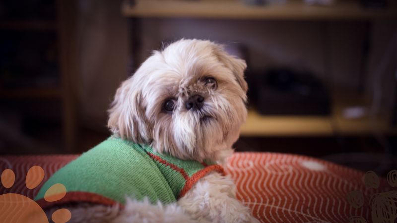 Shih Tzu apartment dogs