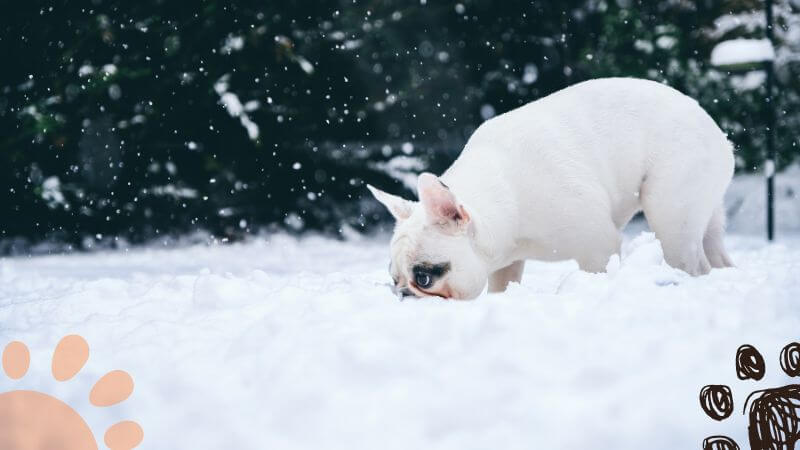 white french bulldog sniffing snow