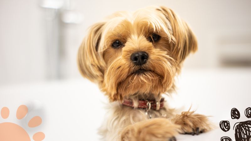 Yorkshire Terrier apartment dog