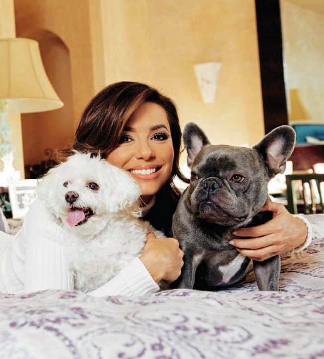 Eva Longoria with Frenchie