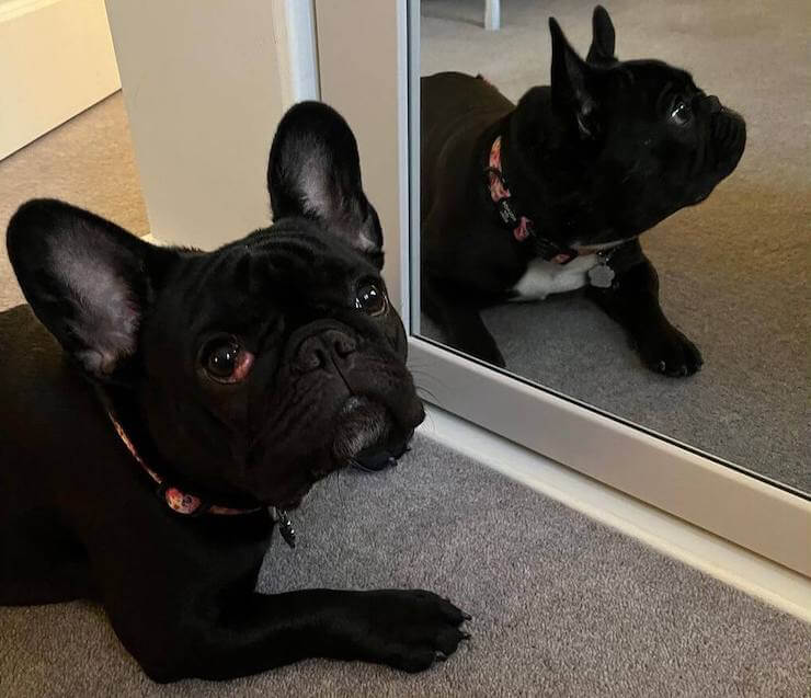 A sad French Bulldog with cherry eye looking up