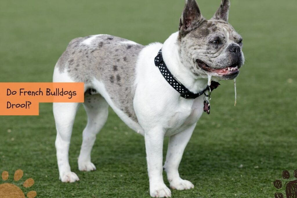 French Bulldogs Droolling (Causes + How to Stop It) Petlity