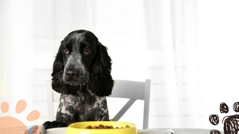 dog eating at table