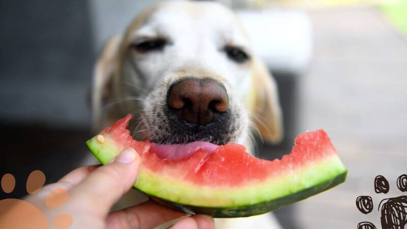 dog eating watermelon from hands